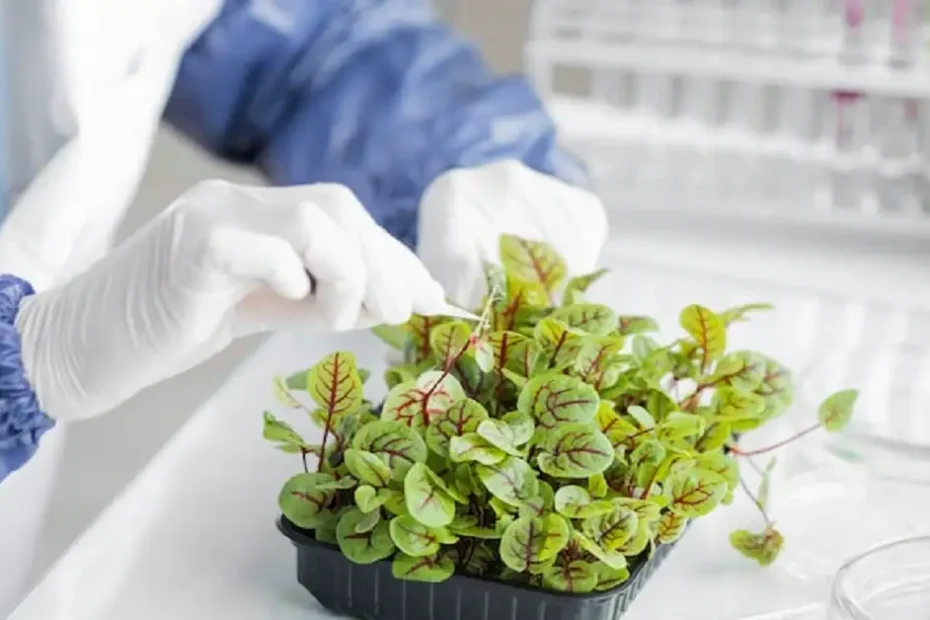 Arabidopsis thaliana